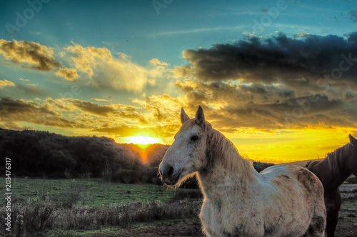 Horses in a farm at sunset © replica73