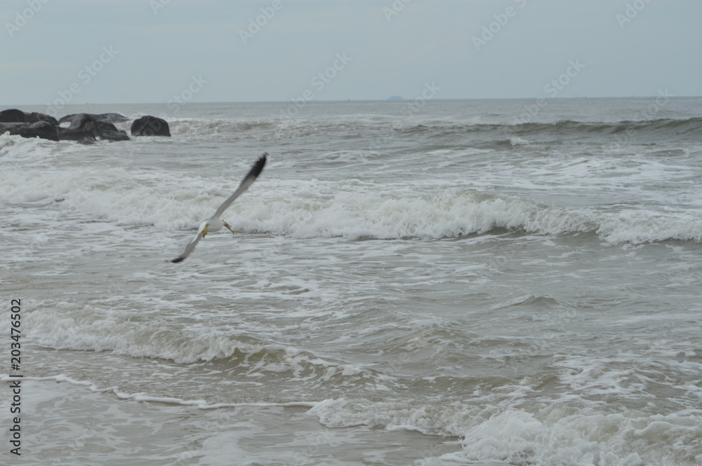 Obraz premium Volando