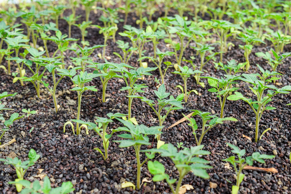 Seedlings of tomato. Growing tomatoes in the greenhouse. Seedlings in the greenhouse. Growing of vegetables in greenhouses Seedlings of tomato. Growing tomatoes in the greenhouse. Seedlings in the greenhouse. Growing of vegetables in greenhouses