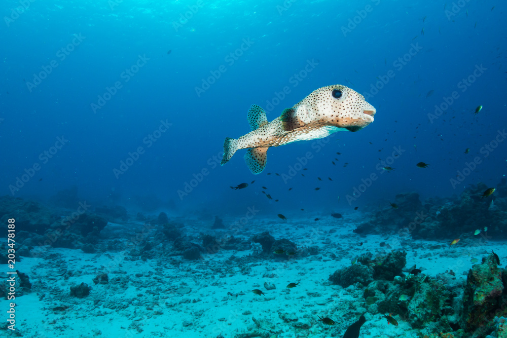 A large Pufferfish on a tropical coral reef A large Pufferfish on a tropical coral reef