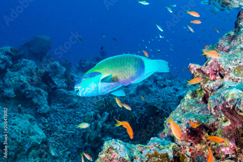 Colorful Parrotfish on a pretty tropical coral reef
