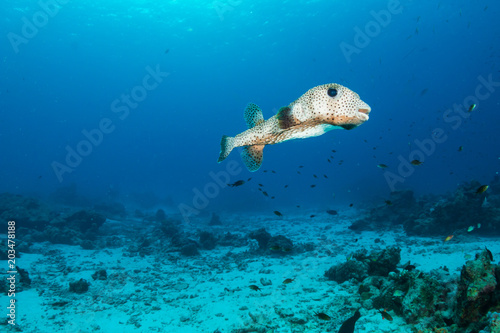 A large Pufferfish on a tropical coral reef