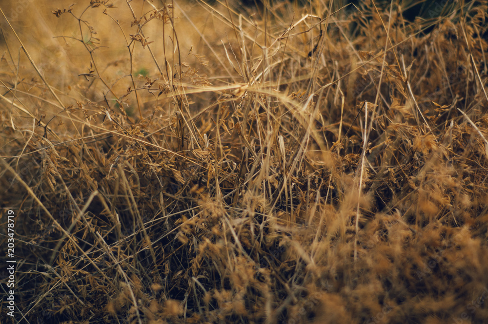 Fototapeta premium The Dry Grass 