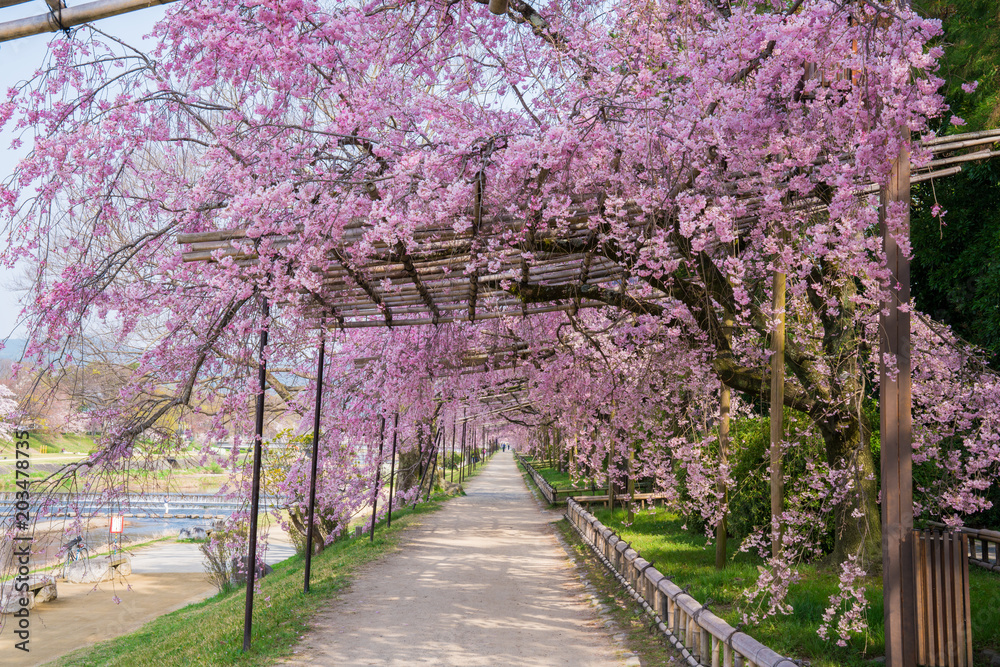 Fototapeta premium 京都 半木の道の枝垂れ桜
