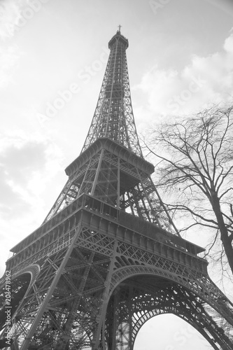 Fototapeta Naklejka Na Ścianę i Meble -  Eiffel tree