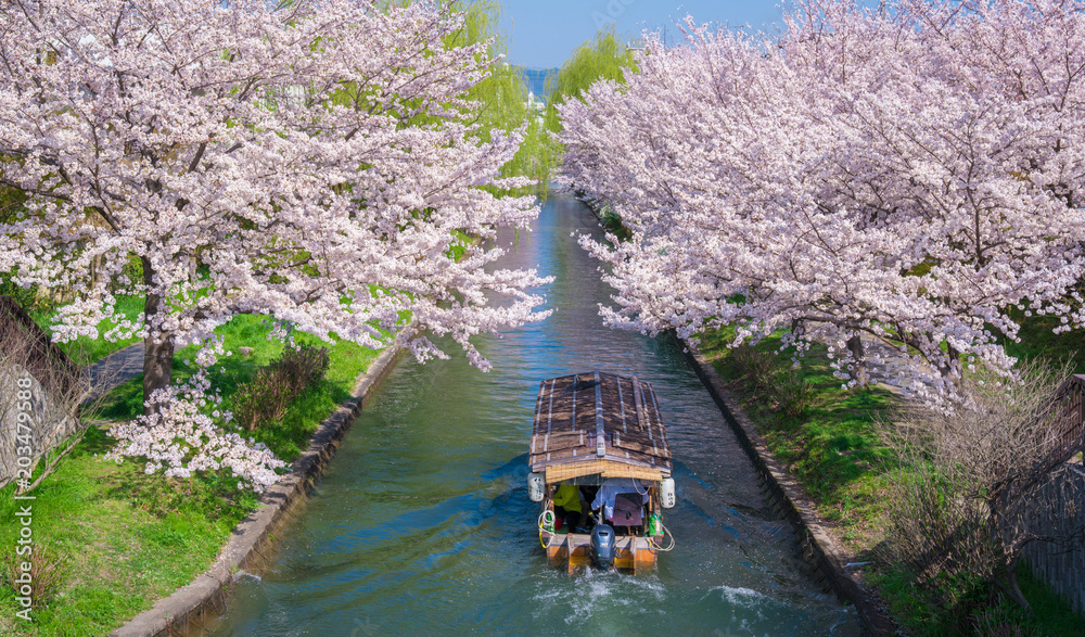 Naklejka premium 京都 伏見十石舟と桜