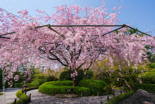 京都 退蔵院の枝垂れ桜