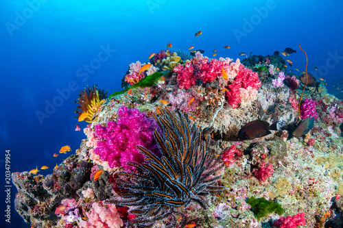 Beautiful, colorful tropical coral reef in asia photo