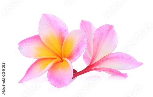 pink frangipani flower isolated white background © boonchuay1970