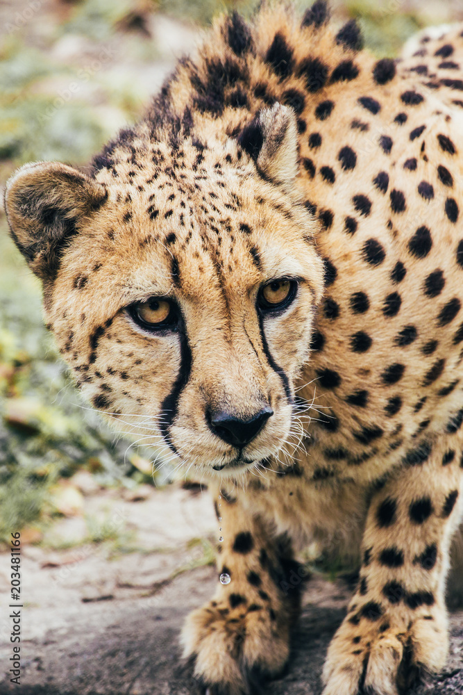 Curious Young Cheetah Looking Up From It's Water Curious Young Cheetah Looking Up From It's Water