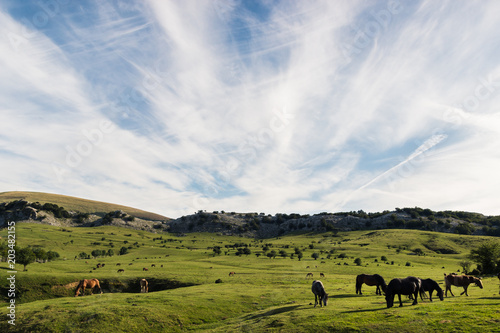 A herd of wild horses in the mountains of spanish basque country. photo