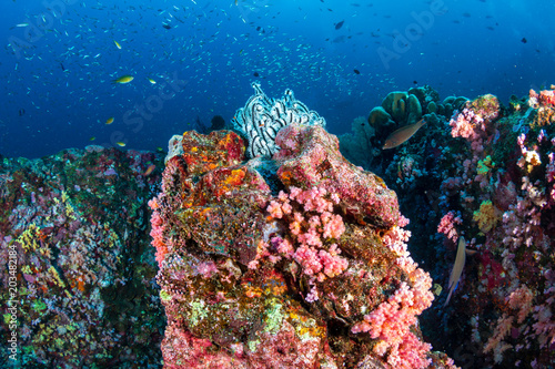 Beautiful  healthy tropical coral reef with colorful soft corals