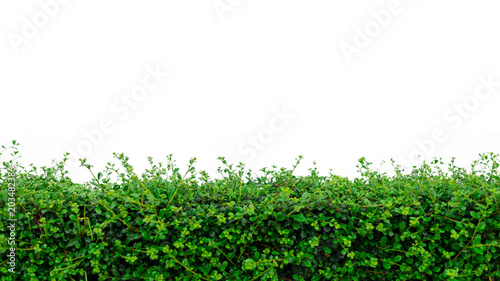 Hedge plant isolated on white background. Nature and Decoration concept. Tree theme © Shutter2U