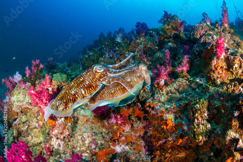 Mating Cuttlefish on a deep, colorful tropical coral reef