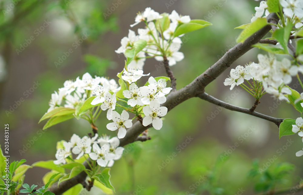close up on white flowers on the tree blossom in spring close up on white flowers on the tree blossom in spring