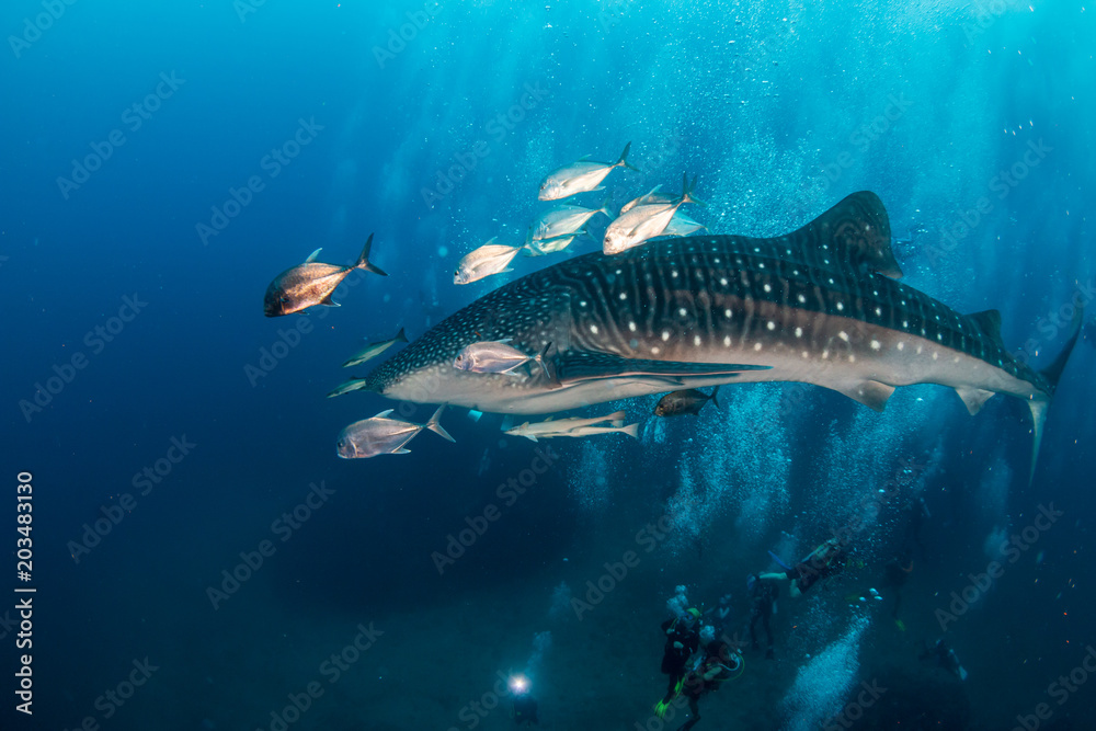 Naklejka premium A large Whale Shark is surrounded by SCUBA divers as it swims along a tropical coral reef in Thailand