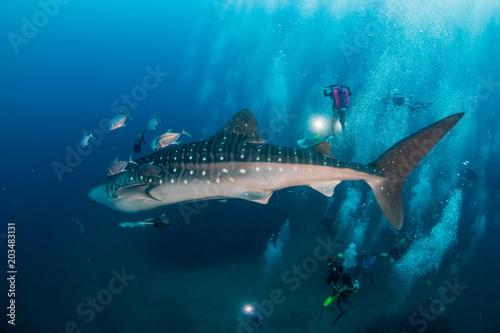 A large Whale Shark is surrounded by SCUBA divers as it swims along a tropical coral reef in Thailand © whitcomberd