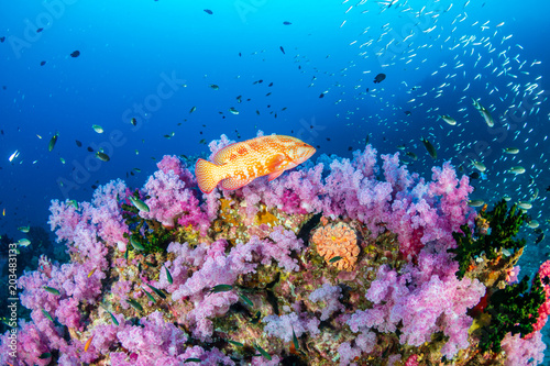 Fototapeta Naklejka Na Ścianę i Meble -  A coral grouper swimming along a colorful tropical coral reef