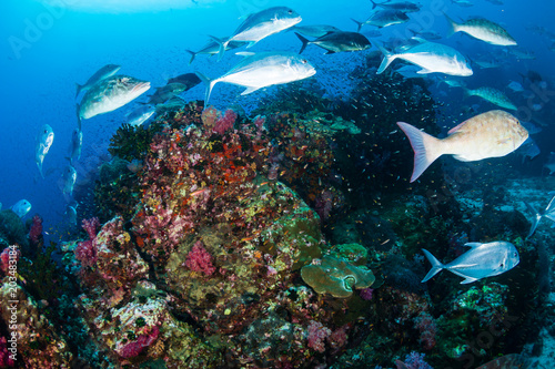 Bluefin Trevally and Emperor hunting on a tropical coral reef