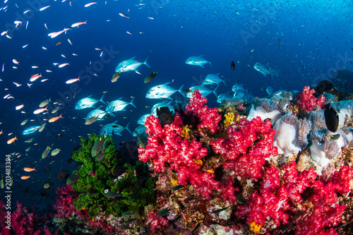 Tropical fish swimming around a colorful tropical coral reef in Thailand