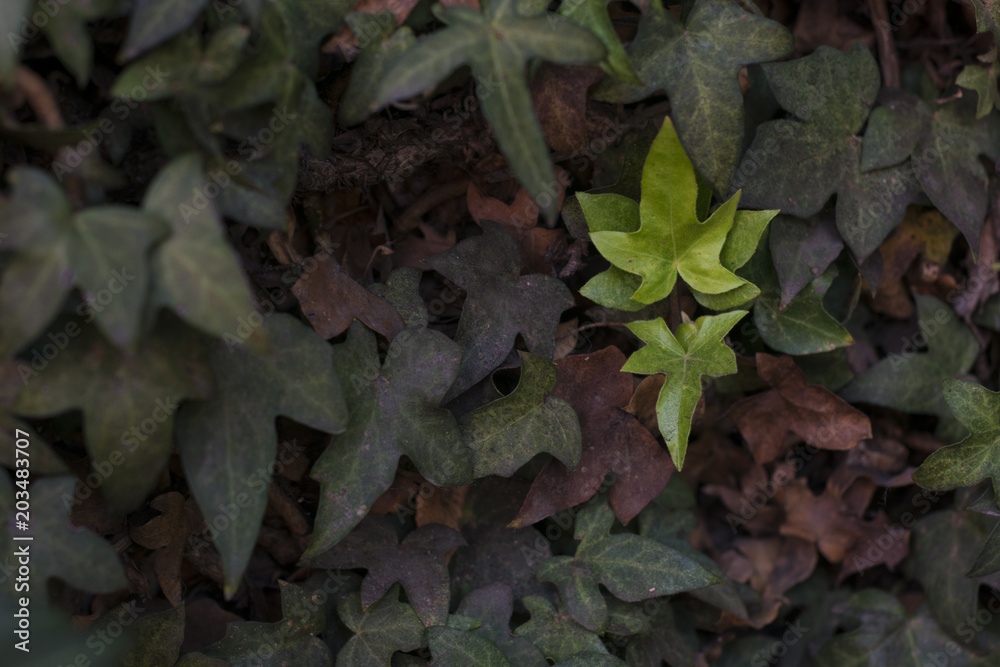 Fresh leaf among withered Fresh leaf among withered