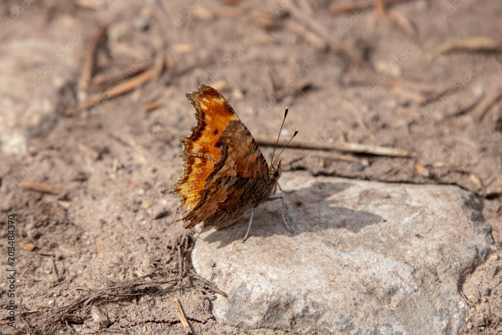 Obraz premium Butterfly