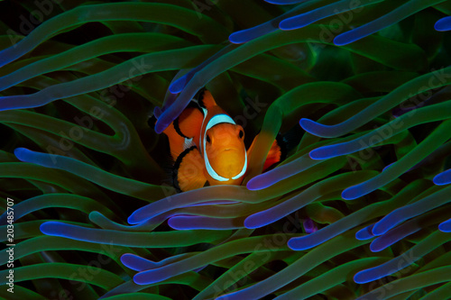 A colorful orange clownfish finds safety among it's host green and purple anemone in Raja Ampat, Indonesia