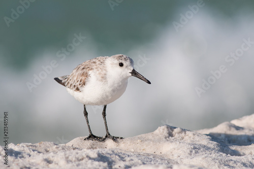 Sanderling (Calidris alba) on a white sandy beach in Florida.