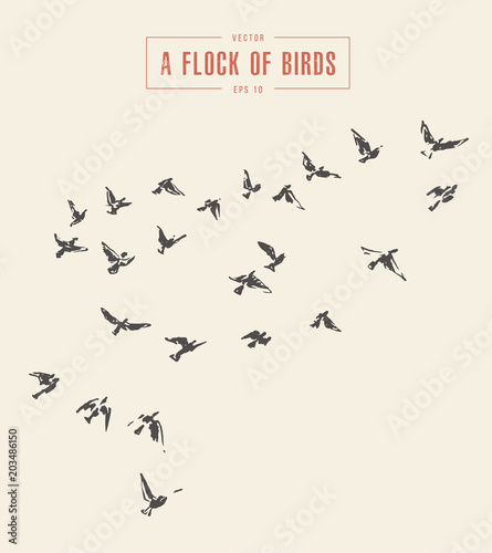 A flock of birds drawn vector illustration  sketch