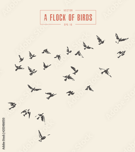 A flock of birds drawn vector illustration, sketch