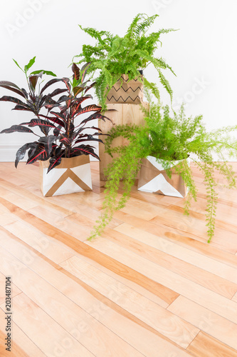 Beautiful green plants in a room with wooden floor