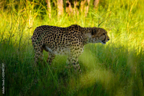 African cheetah, Masai Mara National Park, Kenya, Africa. Cat in nature habitat. Greeting of cats (Acinonyx jubatus)