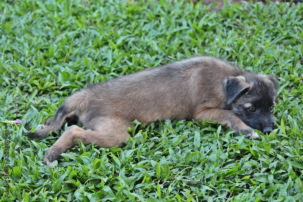 Dog, be black dog, it is sleeping on the ground. Dog, be black dog, it is sleeping on the ground.