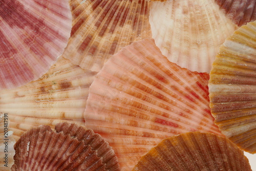 scallop shell background. sea scallop ( Pectinidae) sink background Closeup . lots of scallop sea shells 