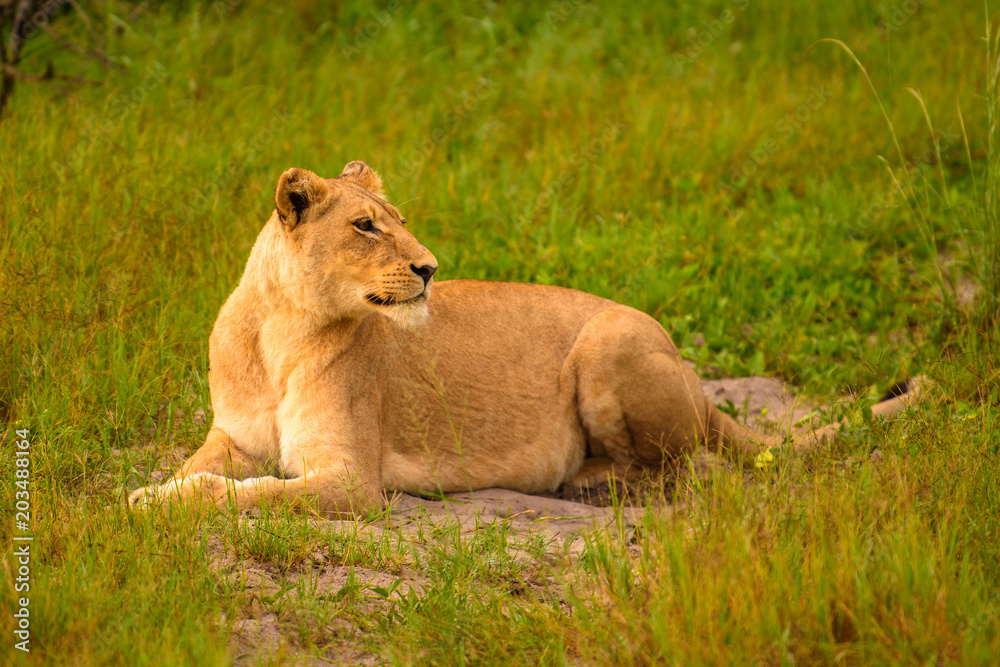Mighty Lion watching the lionesses who are ready for the hunt in Masai Mara, Kenya (Panthera leo) Mighty Lion watching the lionesses who are ready for the hunt in Masai Mara, Kenya (Panthera leo)