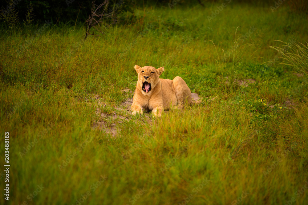 Mighty Lion watching the lionesses who are ready for the hunt in Masai Mara, Kenya (Panthera leo) Mighty Lion watching the lionesses who are ready for the hunt in Masai Mara, Kenya (Panthera leo)