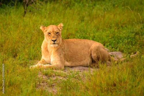 Mighty Lion watching the lionesses who are ready for the hunt in Masai Mara, Kenya (Panthera leo) 