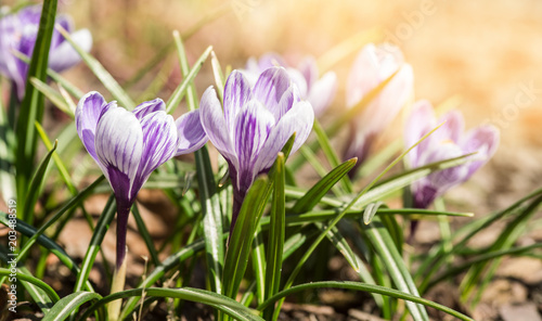 The first spring flowers crocus. Spring bright floral background. Gentle symbol of spring.