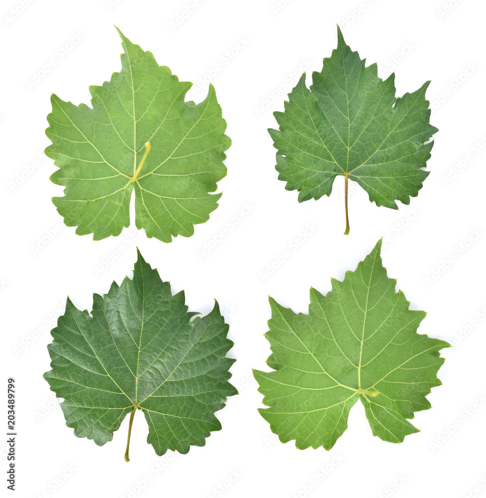 grape leaf on white background. grape leaf on white background.