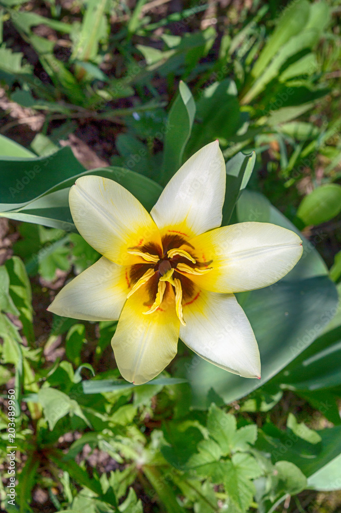 Obraz premium Top view of beautiful white tulips