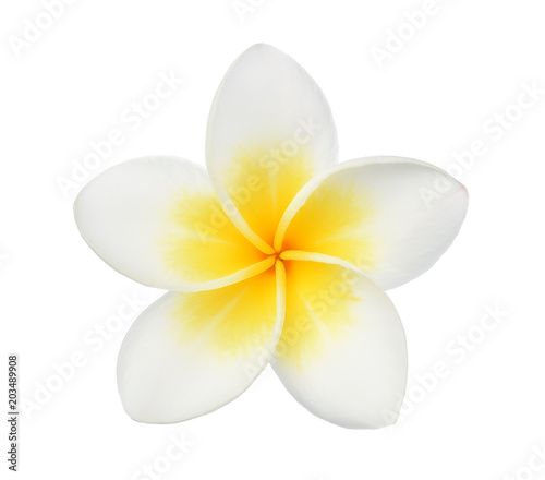 Frangipani flower isolated on white background