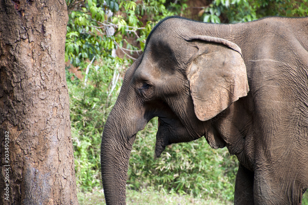 Sen Monorom Cambodia, old female asian elephant  about to use tree to scratch 