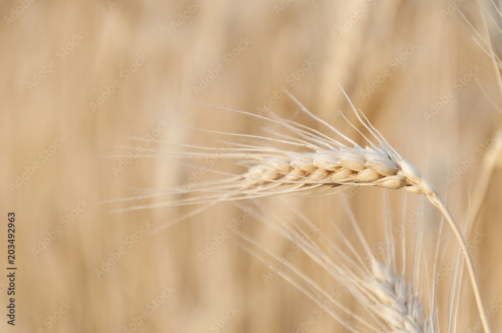 The golden ear of the Wheat crop The golden ear of the Wheat crop