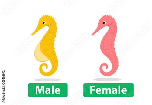 Side view, Male and Female seahorse vector cartoon