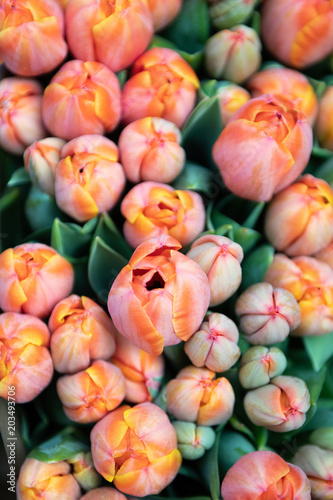 Beautiful colored tulips at the market of Amsterdam. © fauk74