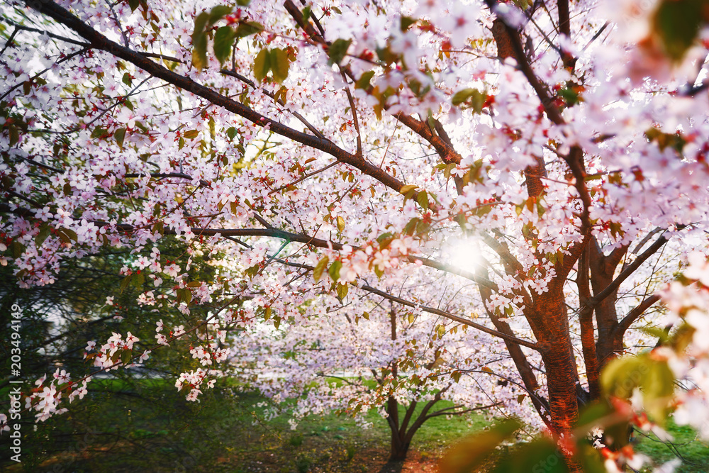 Sakura. Sun breaks through the branches of cherry blossoms sakura in