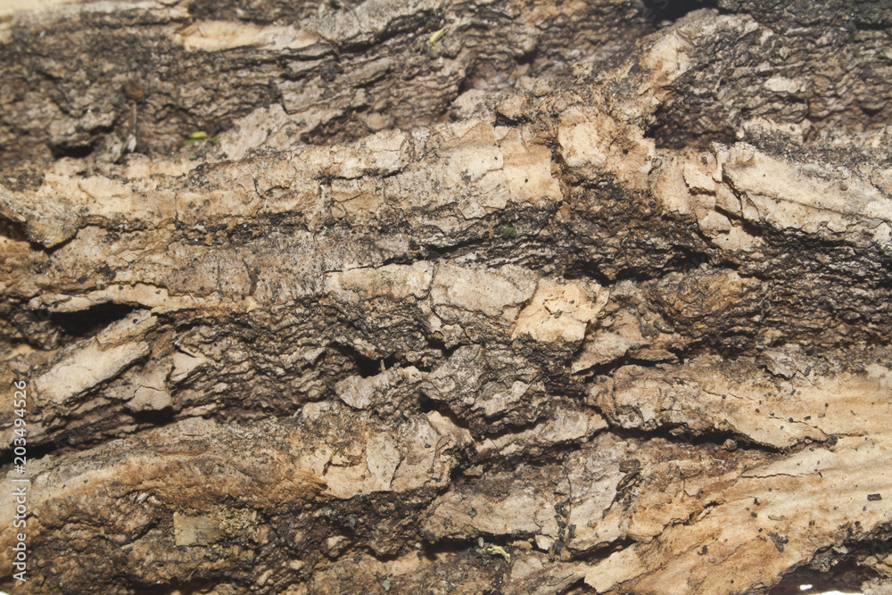 tree bark isolated on white background tree bark isolated on white background