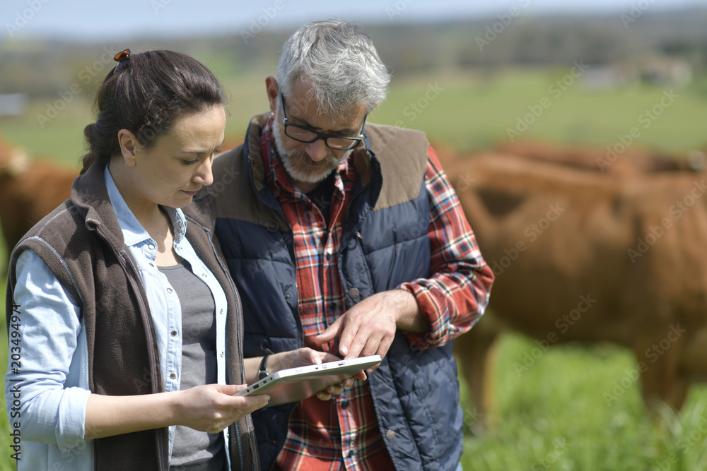 Couple of stock breeders using tablet in field