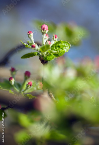 Apple buds © Xalanx