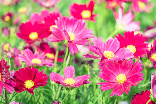 Pink flowers cosmos bloom beautifully during spring ( garden cosmos , annual cosmos )